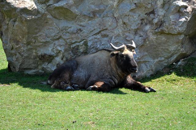 min 2013 07 06 beauval 257